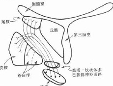 神经元损伤