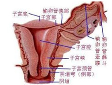 如生殖道脱垂,后转性或后屈性子宫,宫颈狭窄,宫颈