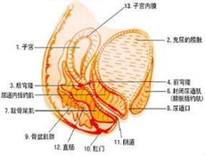 慢性盆腔炎的发病率为什么较高