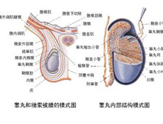 鉴别诊断