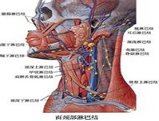 日常护理