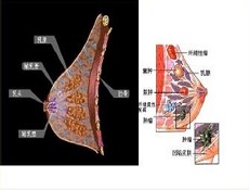 饮食疗法