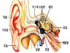 诱发因素