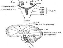 症状诊断/鉴别