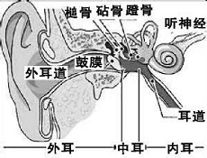 诊断