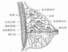 症状起因