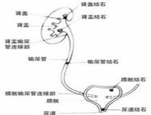 症状诊断/鉴别