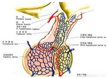 疾病简介