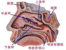 疾病简介