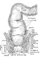 鉴别诊断