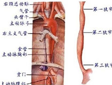 病理改变