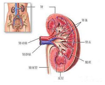 过敏性紫癜的中医治疗