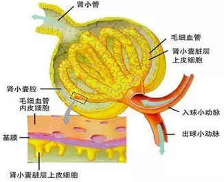 尿毒症肌酐高达1000怎么治?
