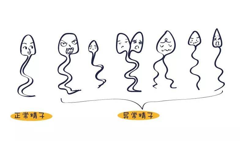 能治疗早泄的中药酒